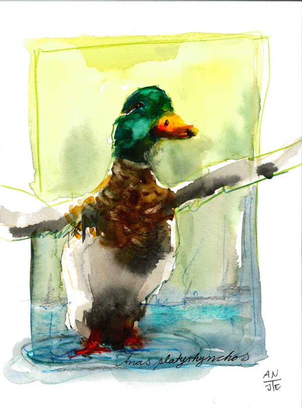 Ente im Abflug @Antje Burisch