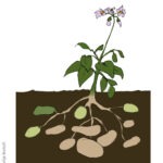 Kartoffelpflanze @Antje Burisch
