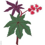 Giftiger Wunderbaum @Antje Burisch