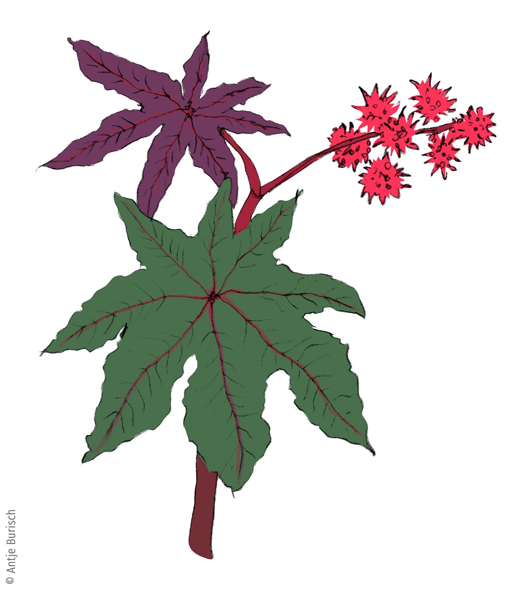 Giftiger Wunderbaum @Antje Burisch